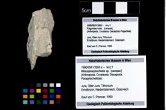 Foto (Objekt + Etikett) von Mesoparapylocheles sp.  (NHMW-GEO-1990-0041-3959a)